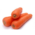 2015 New Crop Fresh Carrot (S grade and M grade)